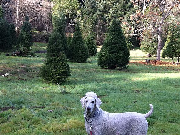 6 Acres was formerly a Christmas Tree Farm