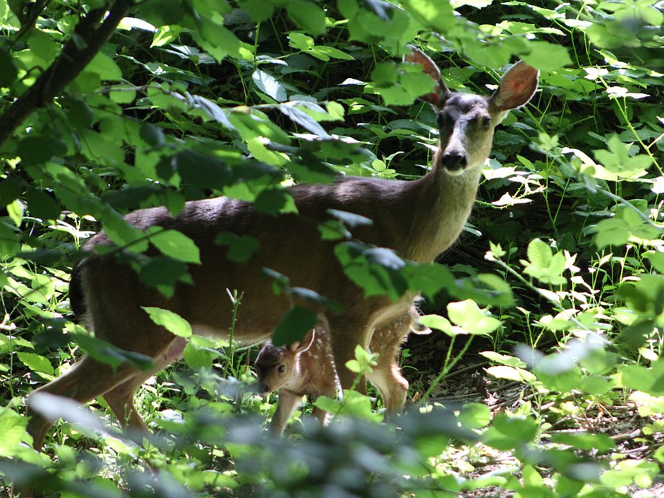 Doe and fawn