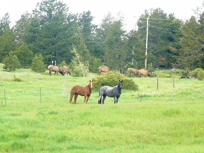 Horse Paradise