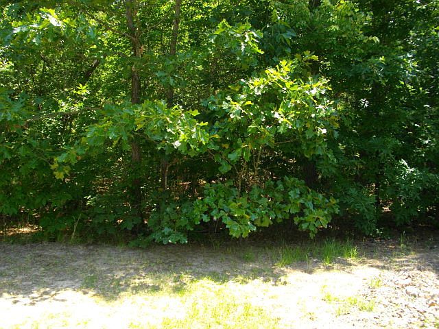 2nd image of TBD Tbd Boseman Road
