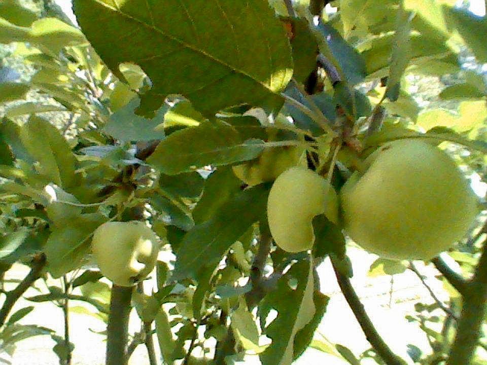 Apple Peach Pear & Orange 