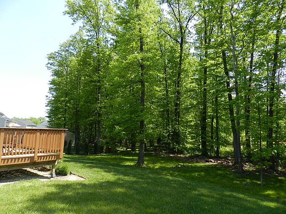 Treed Back Yard