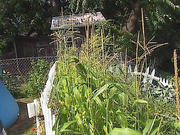 Here is out garden.....