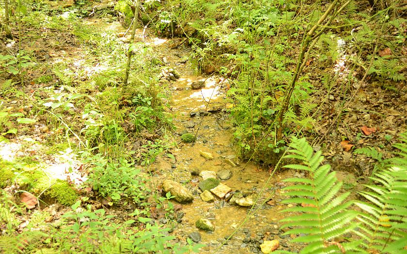 1st image of 148 Babbling Brook Ln