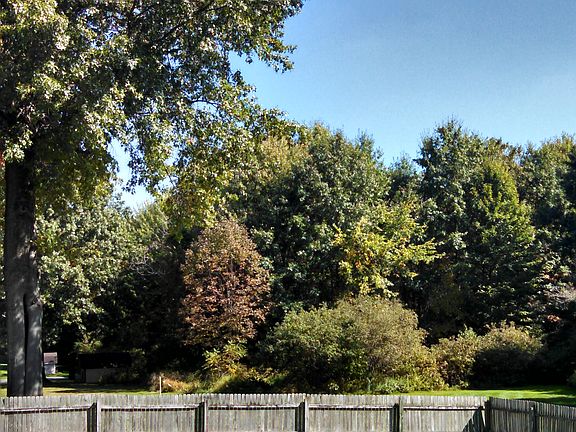 Backyard Summer View