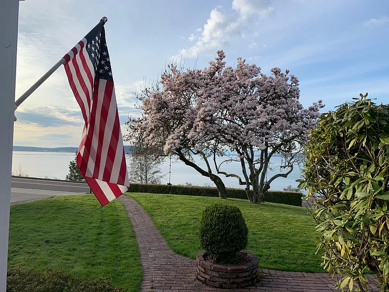 Magnolia tree blooms in spring and late summer.
