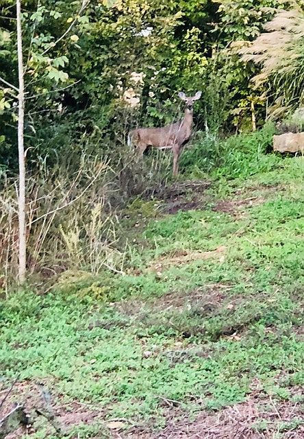 Augusta Shores Wildlife