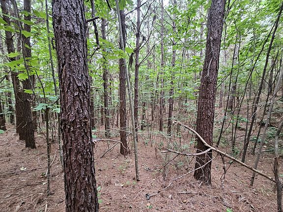 Planted pines in the center of the proeprty.