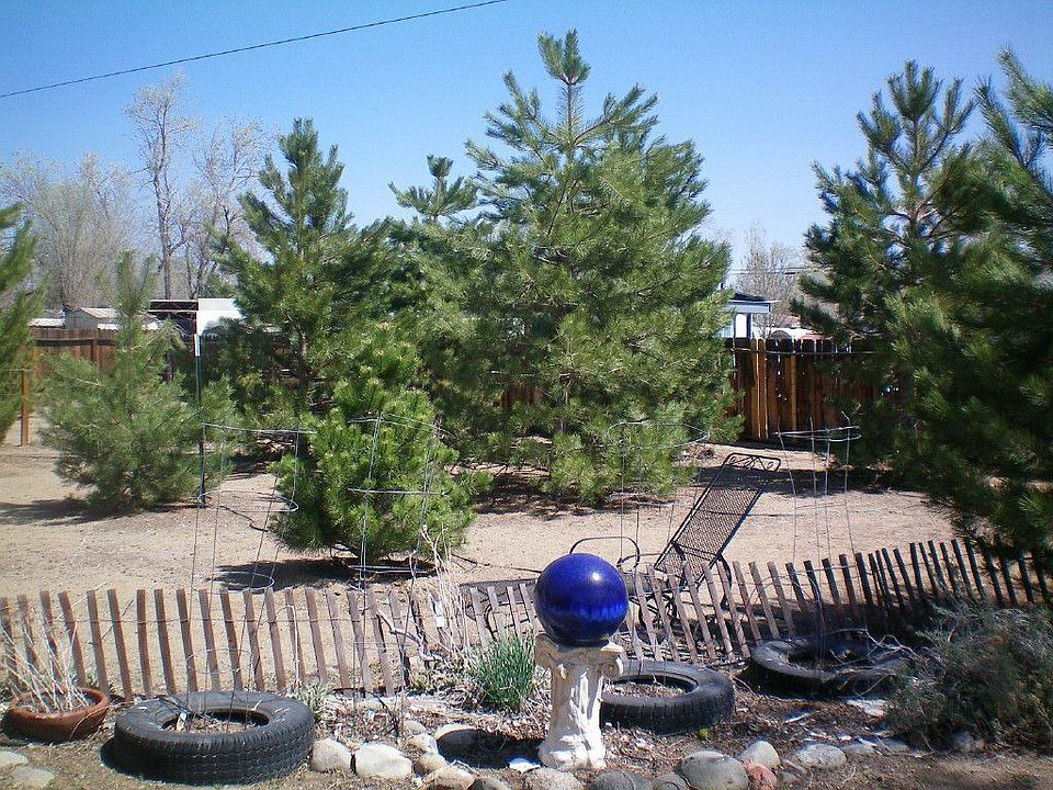 Backyard2