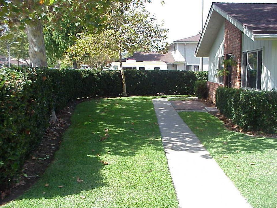 Hedge around BBQ area