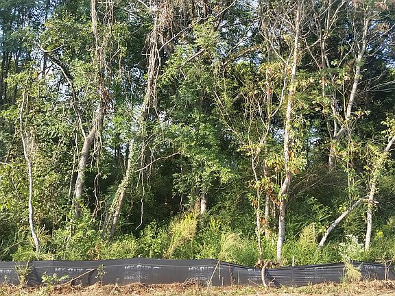 beautiful tree lined yard