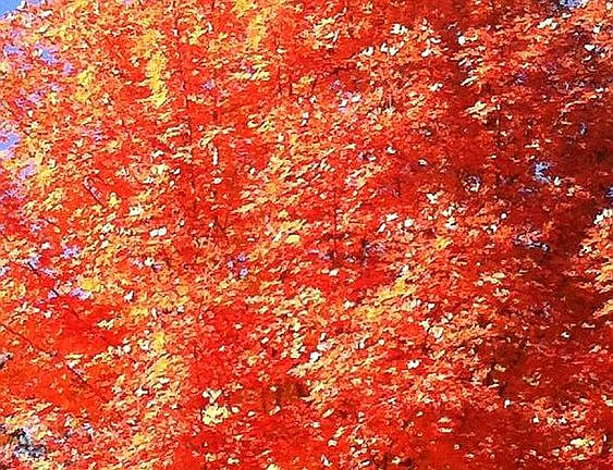 Beautiful fall trees