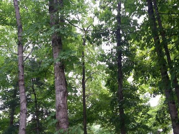 variety of mature trees