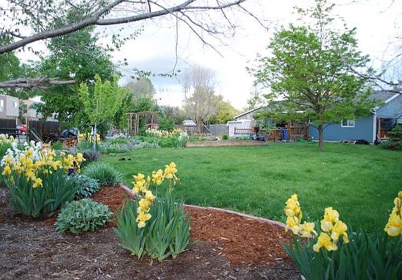 Back yard
