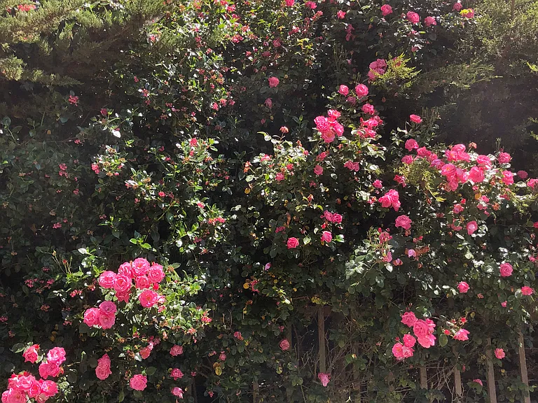 Hardy heirloom roses climb as high as 40 feet on trees and clamor along Victorian-inspired fences and arbors.