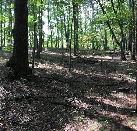 3rd image of 601 Byrd Mountain Ln
