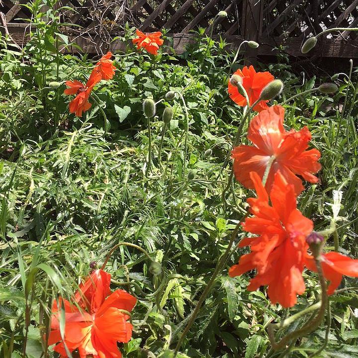 private garden