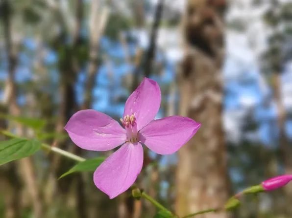 Pikake Rd Lot 230, Pahoa, HI 96778