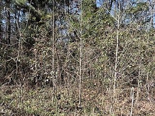 1st image of 152-155 Dogwood Lane
