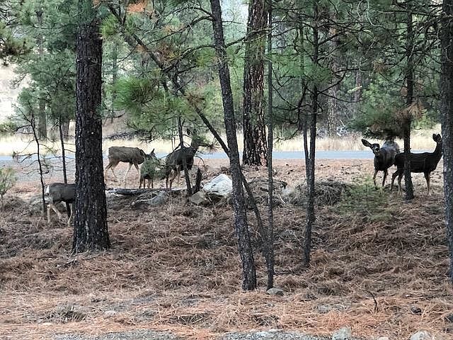 2nd image of 31825 Blue Grouse Dr E