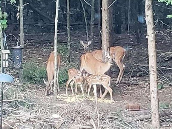 2nd image of W4506 County Rd