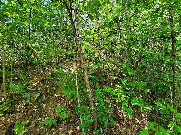 4th image of Warden Branch Ln
