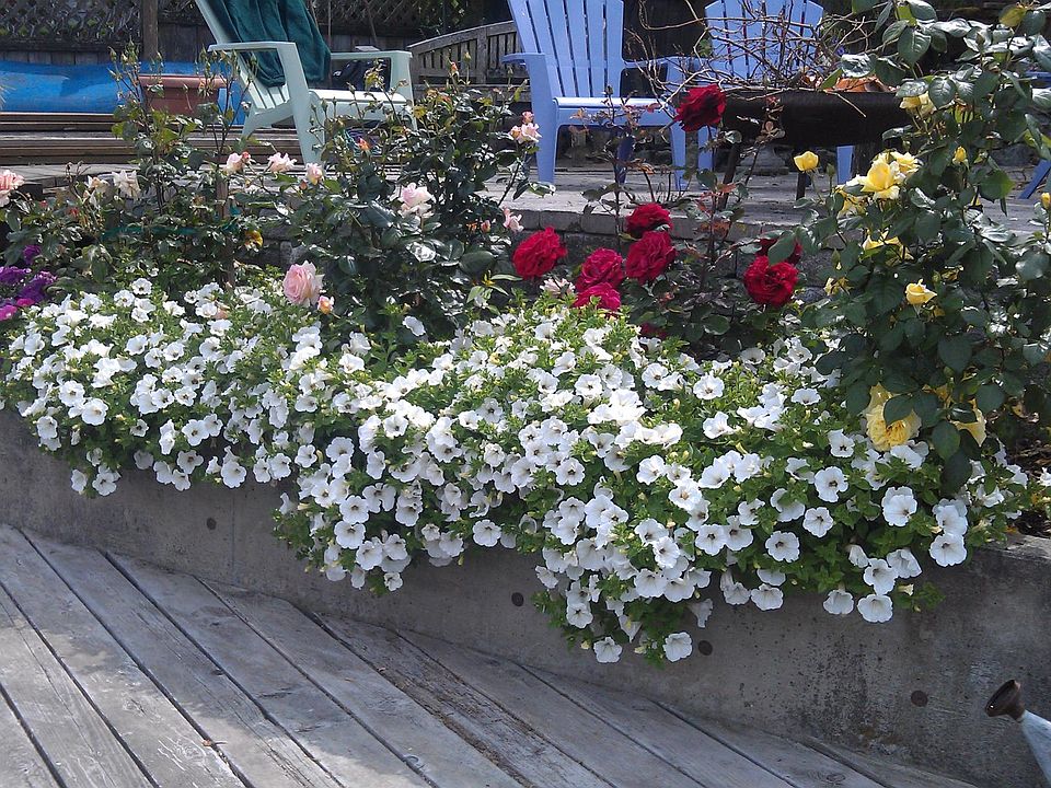 garden and patio