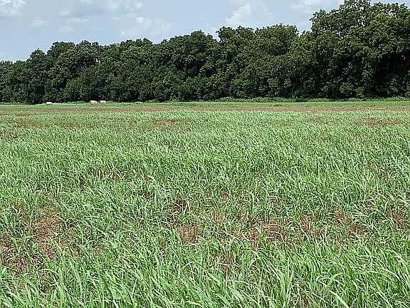 NE open field next to creek.