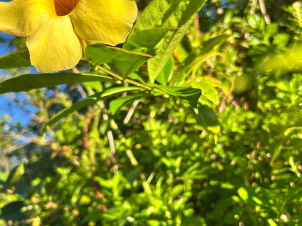 Kahoolawe Rd, Pahoa, HI 96778