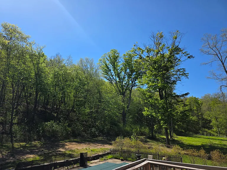 Blueberry Bushes and Fruit Trees on Property