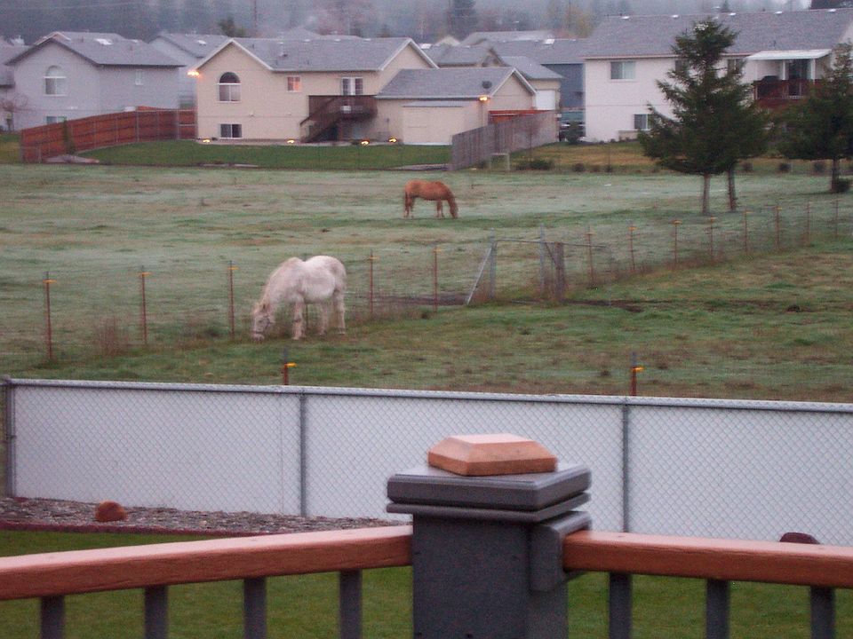 back yard - west