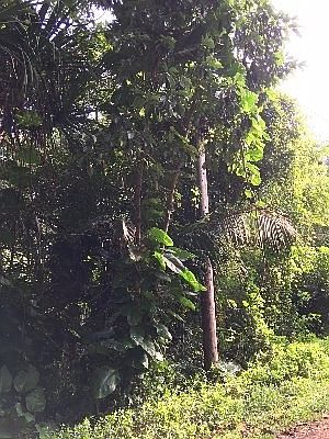 4th image of Kii Nani St Lot 20