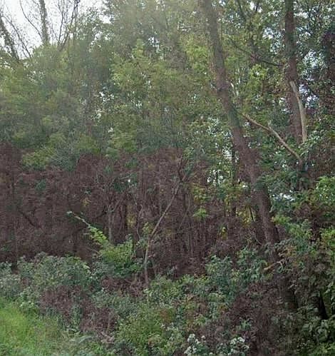 2nd image of Lots 55 56 57 Greenwood Dr
