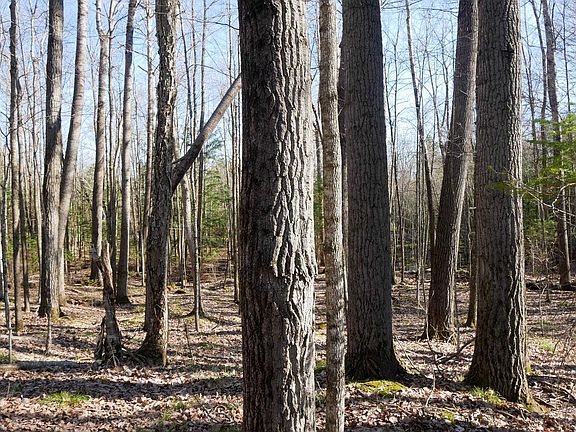5th image of +/-5 Acres SALEM LAKE ROAD
