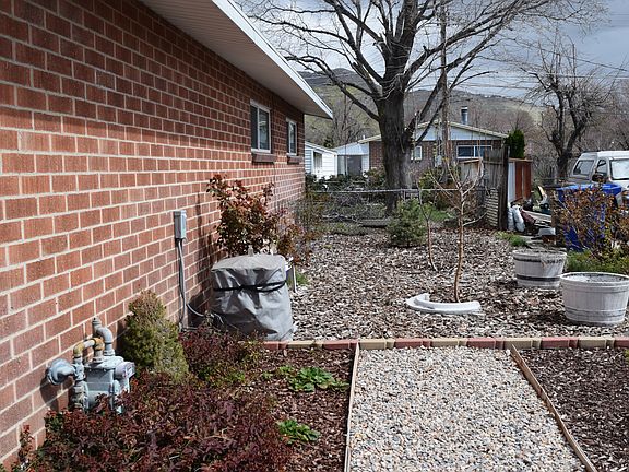 Side yard with apple tress