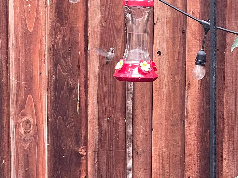 Humming birds are frequent visitors to the backyard!