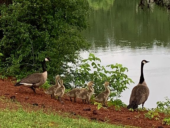 Southlake Wildlife