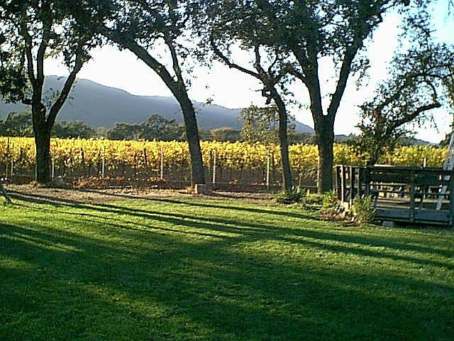 Back yard View!  Vineyards 