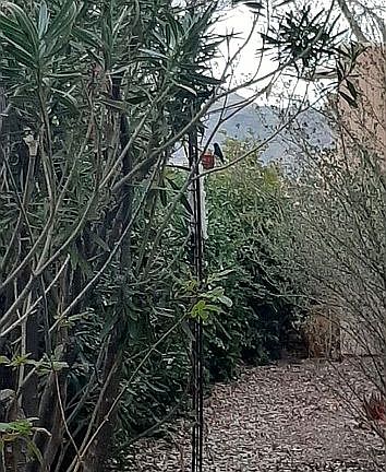 Hummingbirds and mountains