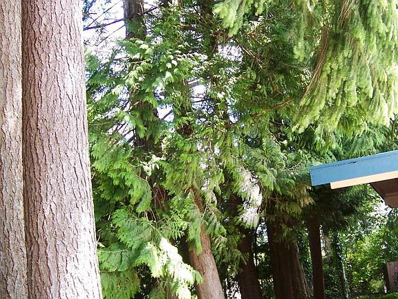 Trees provide a serene setting.