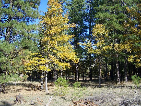 Colorful oaks