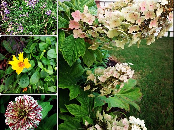 Sideyard garden