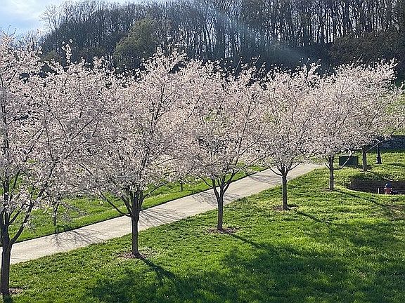 Cherry Tree Driveway 