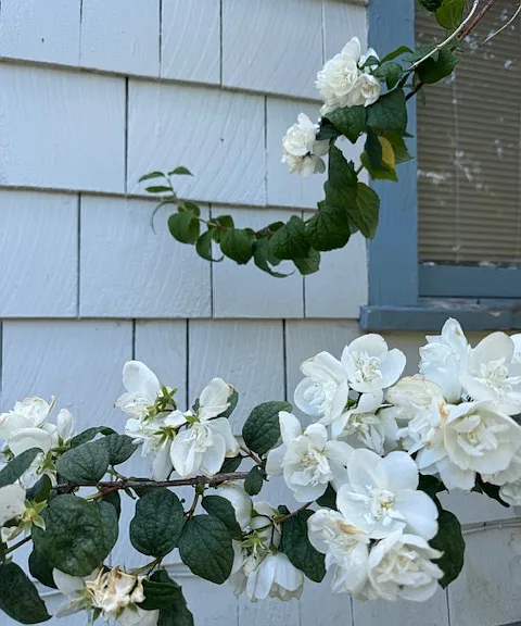 Beautiful flowering fruit trees