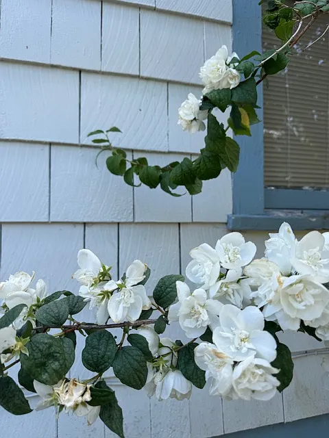 Beautiful flowering fruit trees