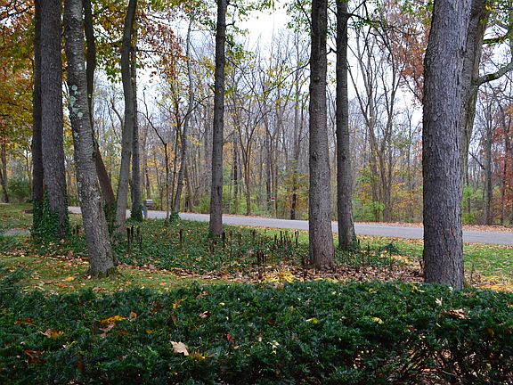 Treed Lot