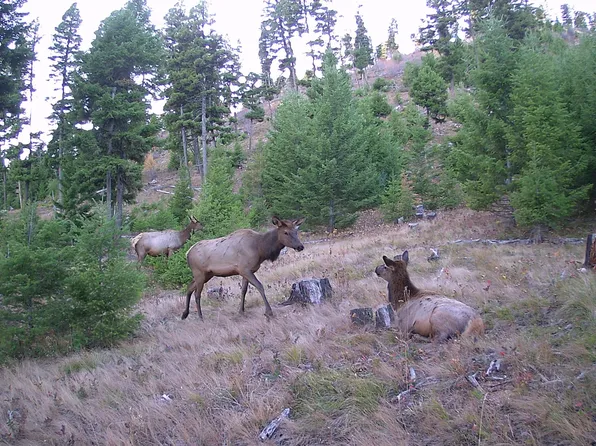 Nhn Mulkey Gulch, Drummond, MT 59832