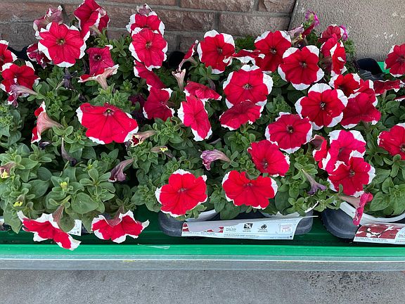 Ready for planting
