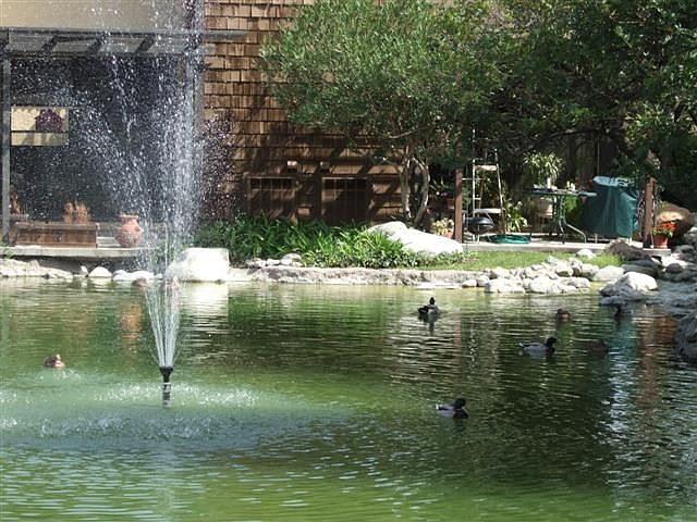Swimming Ducks in the Lakes surrounding the Complex!