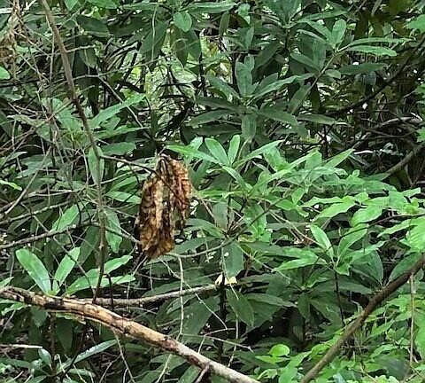 3rd image of 0 Old Cades Cove Rd Lot 5